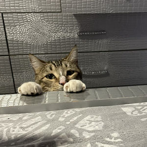 Meet your Posher, Connie